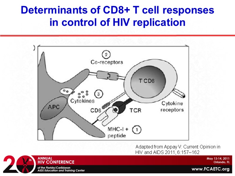 Determinants of CD8+ T cell responses in control of HIV replication Adapted from Appay